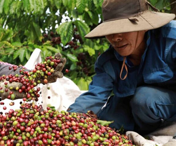 Producteur face à des graines de café rouges et vertes